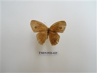 藏品(小眉眼蝶)的圖片